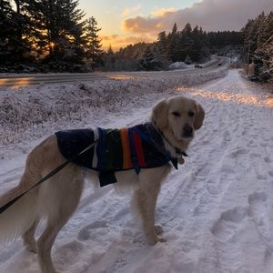 Pendleton Dog Coat